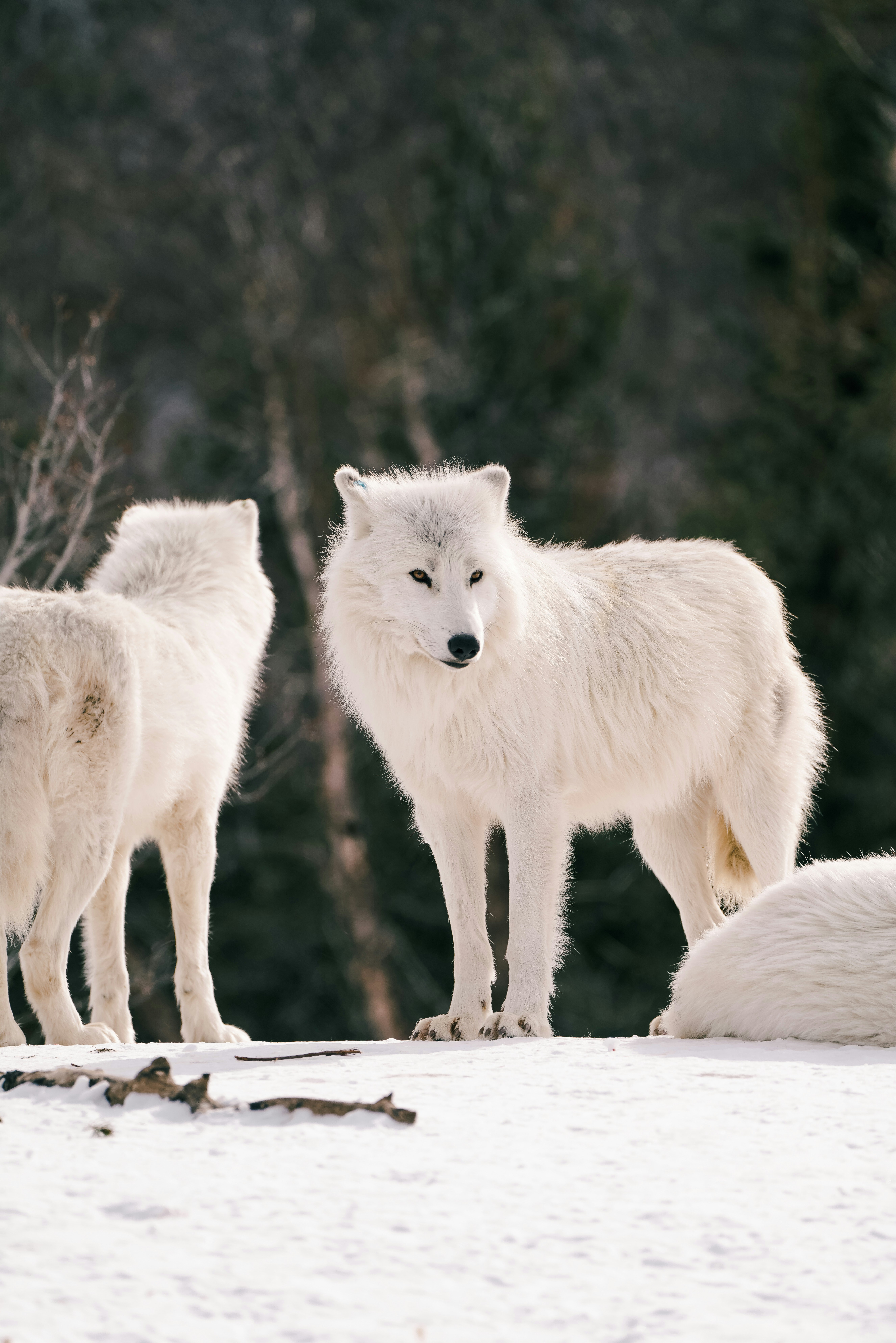 The Return of the Dire Wolf: Colossal Biosciences and De-extinction