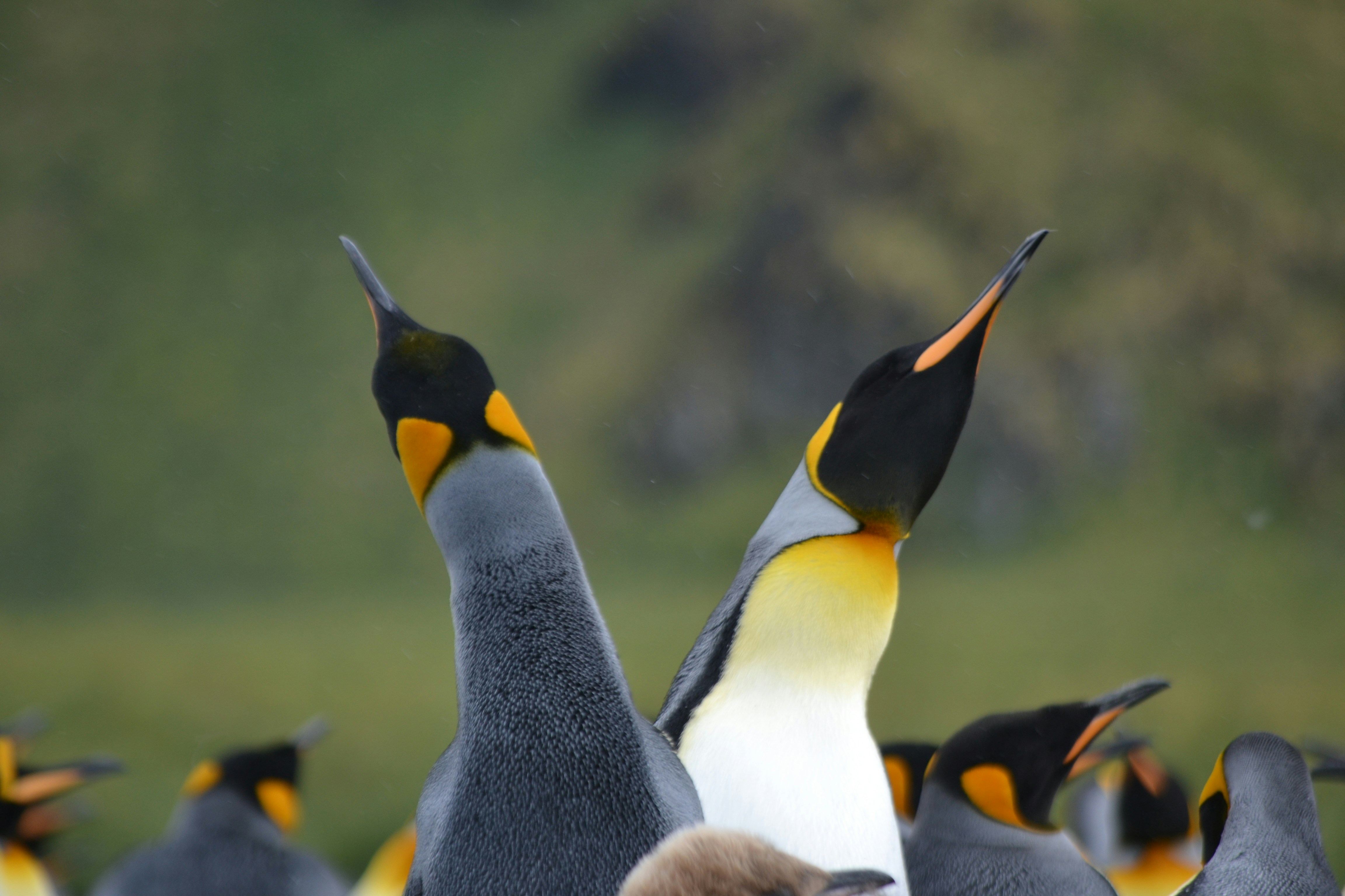 Emperor Penguins